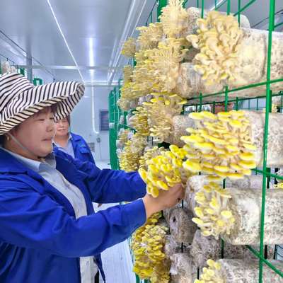 رشد قارچ ظرف قارچ هوشمند طراحی نوآورانه