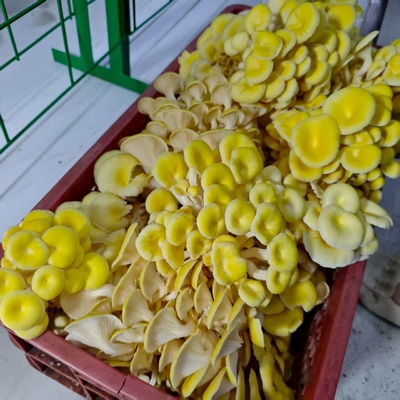پرورش قارچ تجاری با ظرف قارچ آسان شد