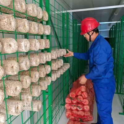 دقیقا تنظیم دمای رطوبت تهویه نورپردازی قارچ ظرف