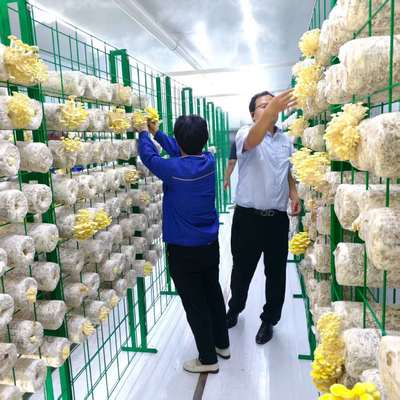 پرورش قارچ های گوناگون برای استفاده موثر از مقادیر زیاد