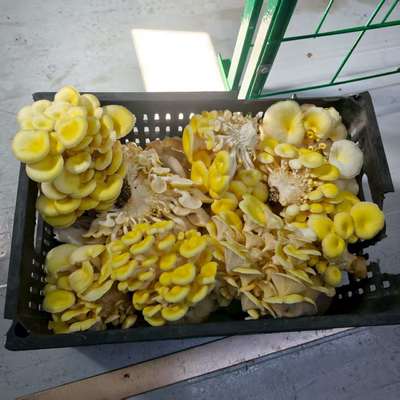 ظرف کشت قارچ با راندمان تولید بالا